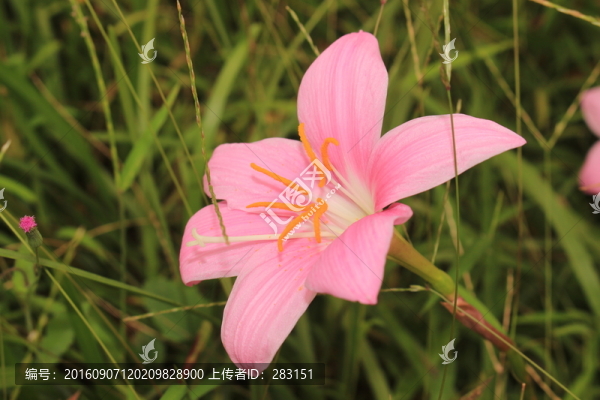 風(fēng)雨蘭