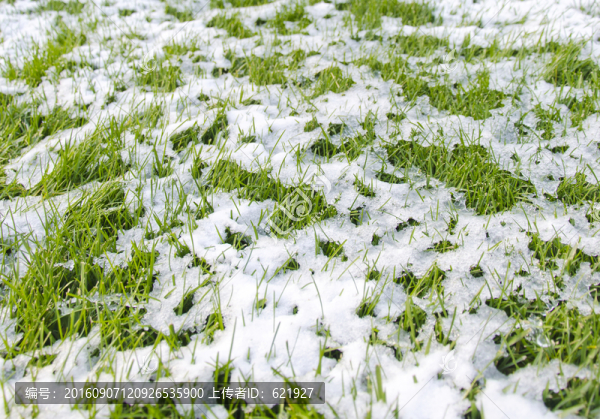 綠草白雪