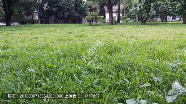草地