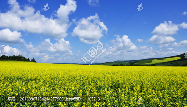 油菜花