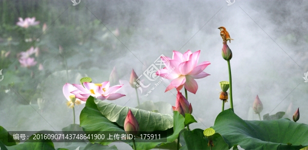 晨觀