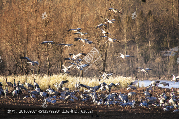 黑頸鶴