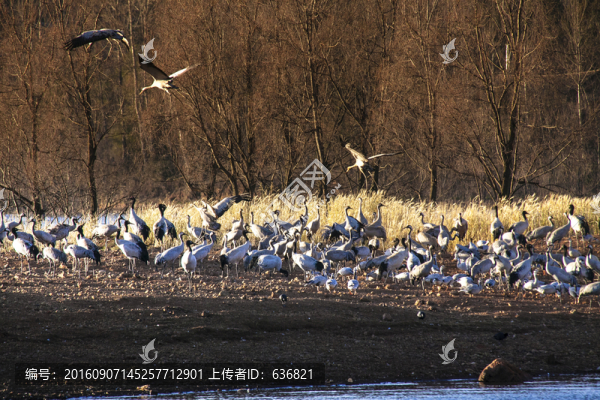 黑頸鶴