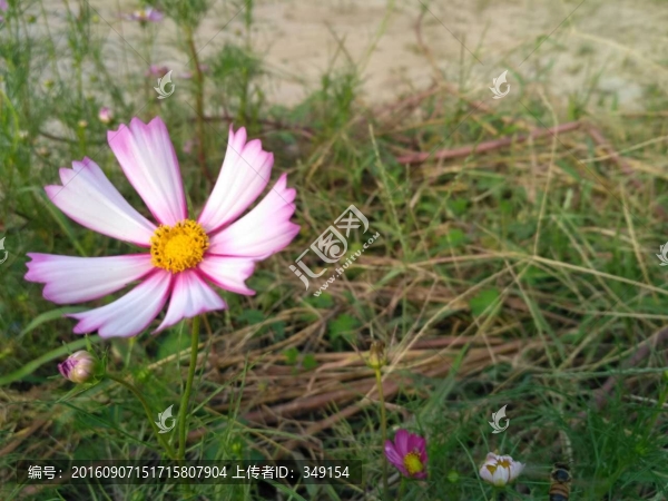 格桑花之小花