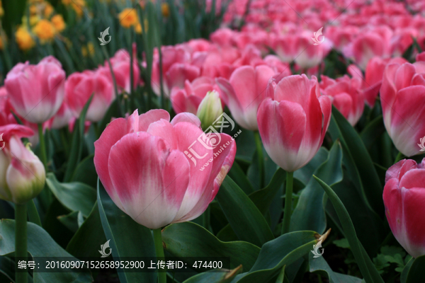 郁金香,花朵,盛開(kāi),洋荷花