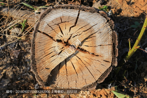 樹樁,樹墩,砍伐