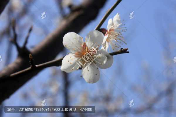 梅花,白梅,寒梅,冬天,梅樹