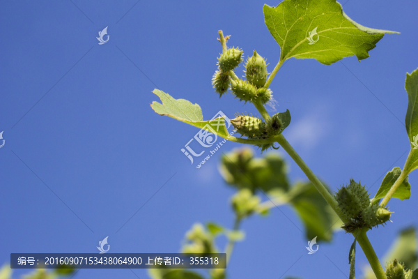 蒼耳子,荊棘狗,老鼠愁,葈耳實(shí)