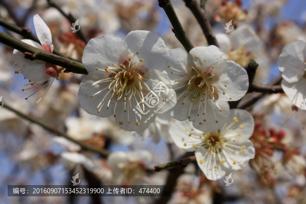 梅花,白梅,寒梅,冬天,梅樹(shù)