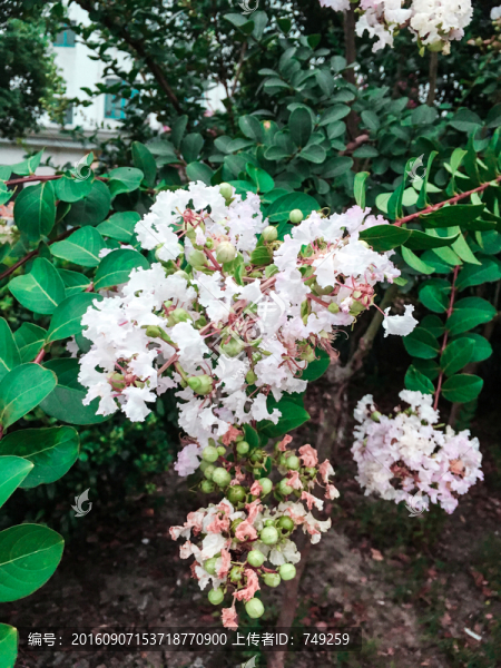 芙蓉花