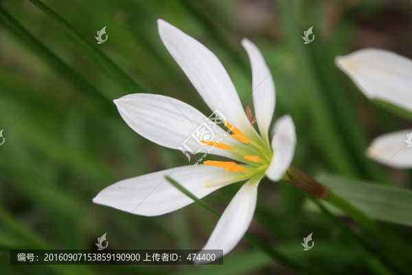 蘭花,小百花,花卉
