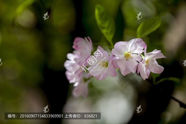 海棠