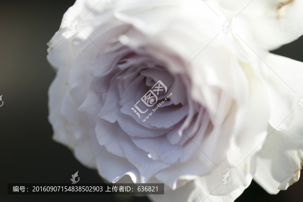 月季花