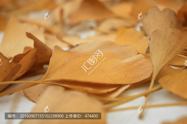 銀杏葉,銀杏,金黃