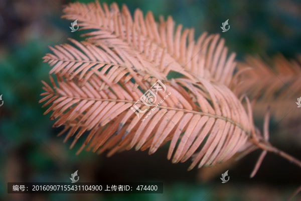 杉樹,銀杉,秋天,枯葉