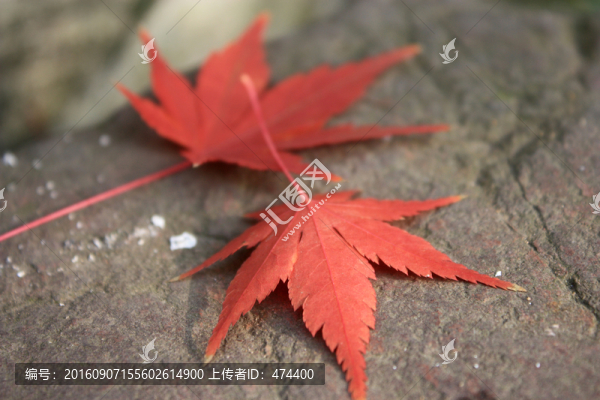 楓樹,楓葉,紅楓,紅葉,秋色
