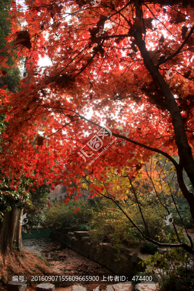 楓樹,楓葉,紅楓,紅葉,秋色