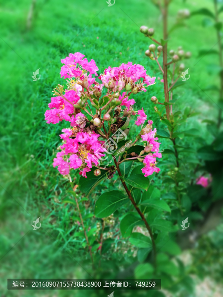 芙蓉花