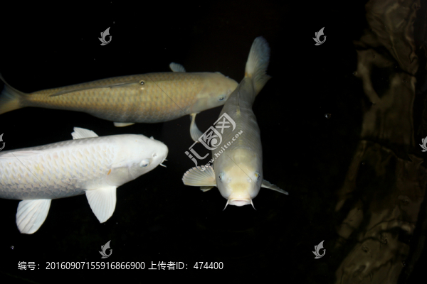 錦鯉,鯉魚(yú),白鯉魚(yú),白色