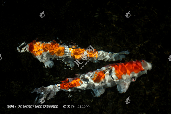 紅鯉,錦鯉,鯉魚,戲水
