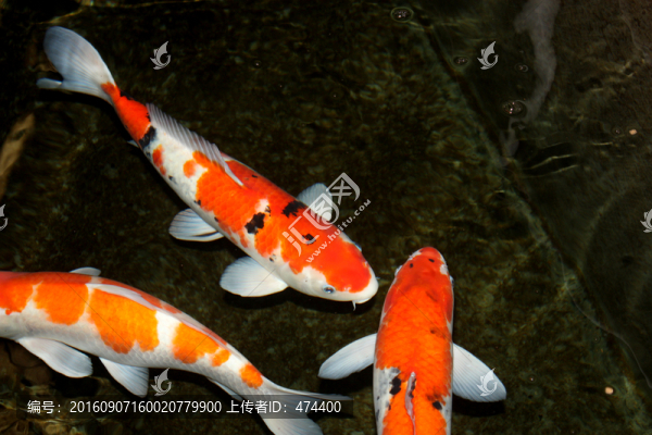 紅鯉,錦鯉,鯉魚,戲水