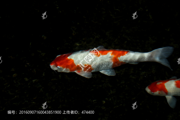 紅鯉,錦鯉,鯉魚(yú),戲水