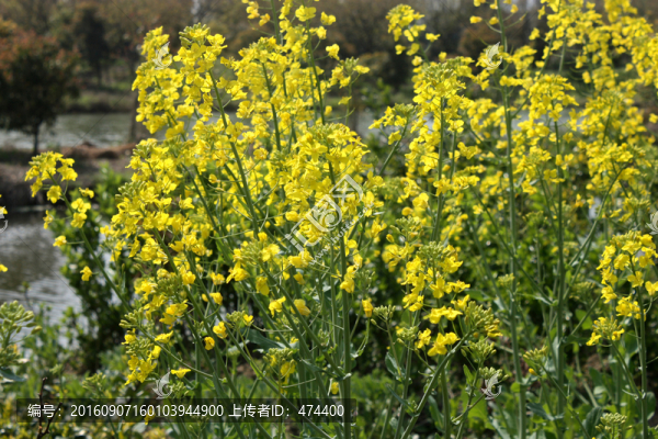 油菜花
