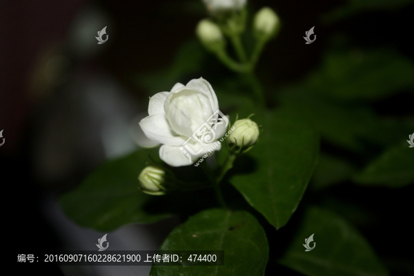 茉莉花,白色