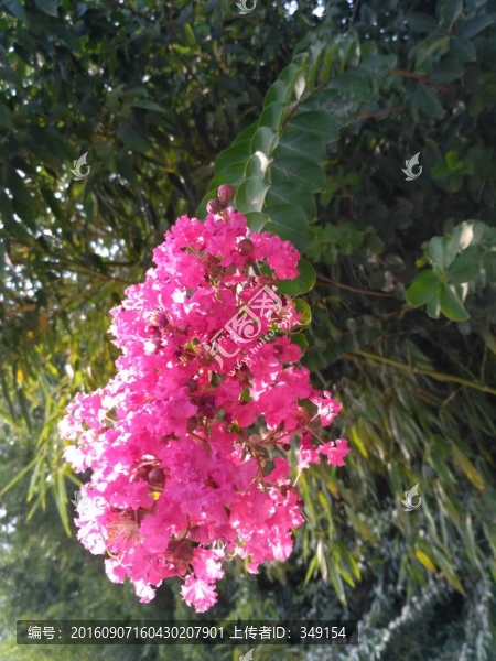 夏天的紫薇花