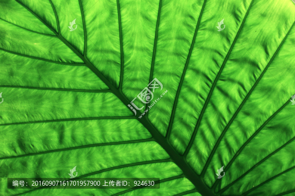 滿屏大綠葉