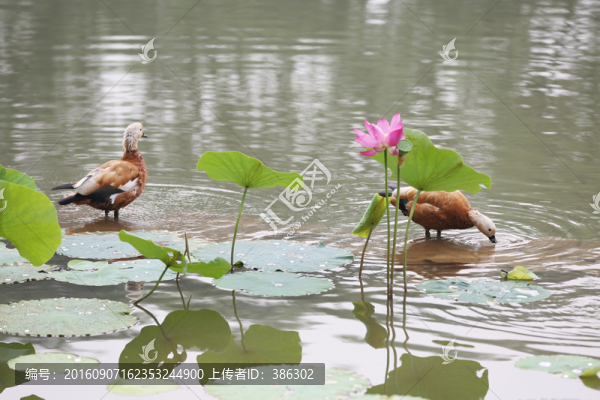 鴨荷花