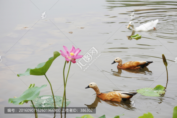 鴨荷花