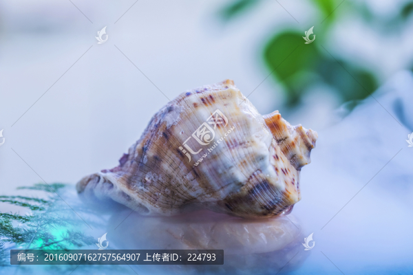 海螺
