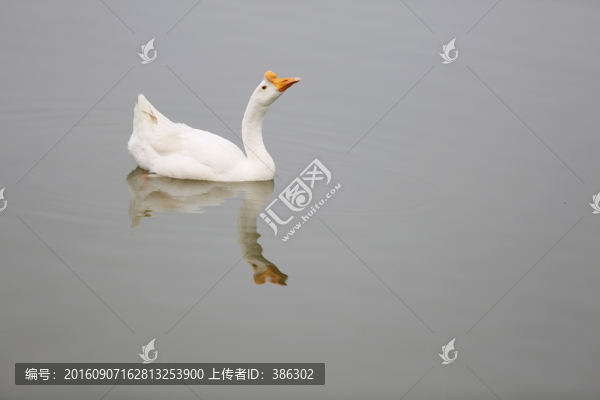 大白鵝