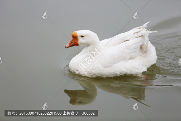 大白鵝
