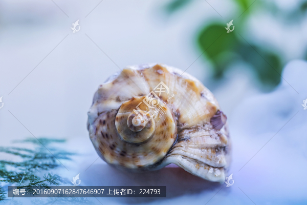 海螺