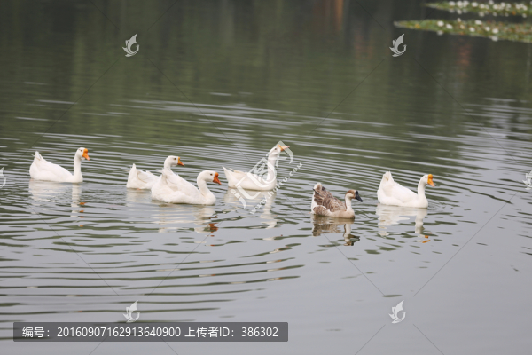 水中的鵝
