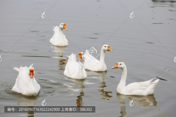 水中的鵝
