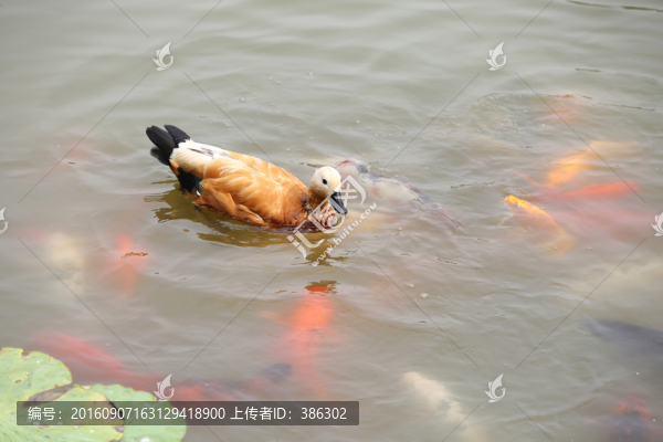 鴨子錦鯉圖