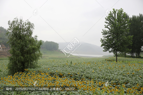 油葵種植