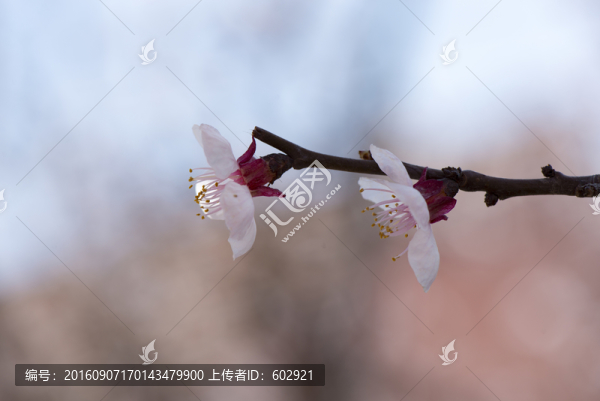 追隨