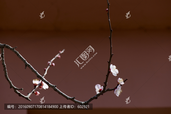 花枝