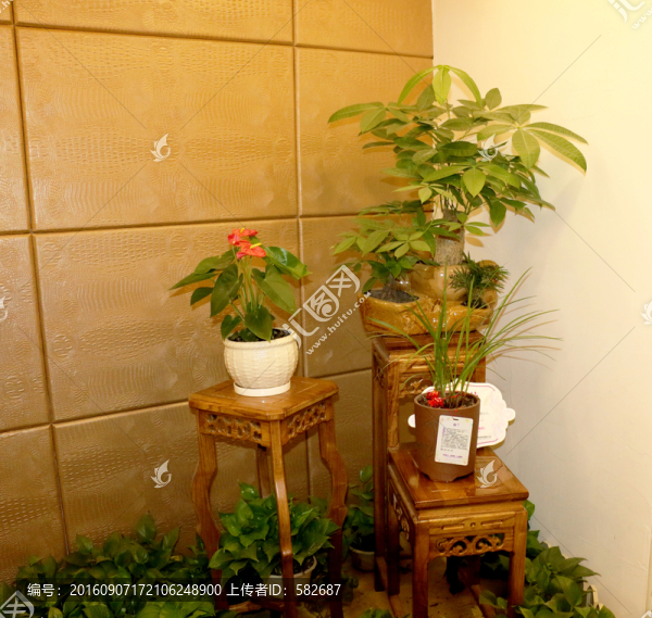 醫(yī)院環(huán)境,室內(nèi)植物