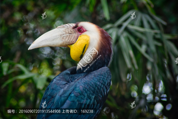 花冠皺盔犀鳥(niǎo)