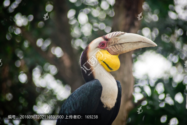 花冠皺盔犀鳥