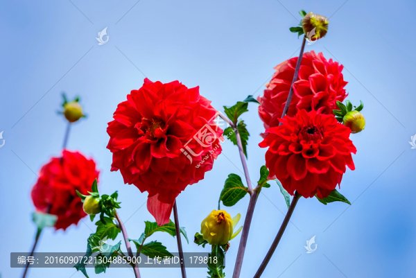 大麗花,大麗菊