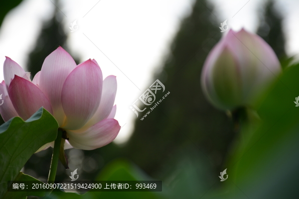 荷花