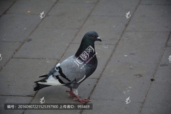 鴿子