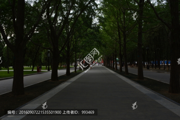 樹林和樹道