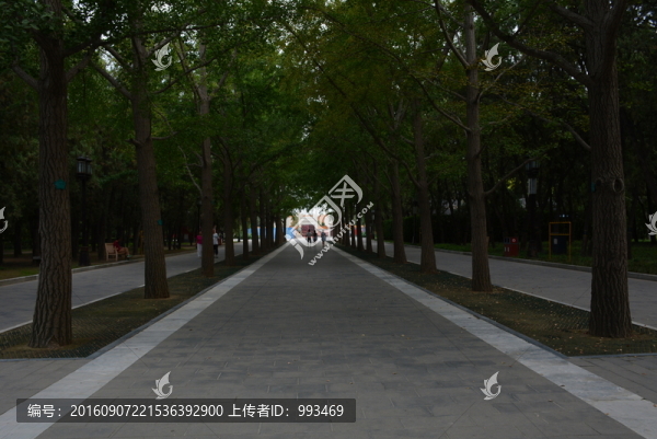 樹(shù)林和樹(shù)道
